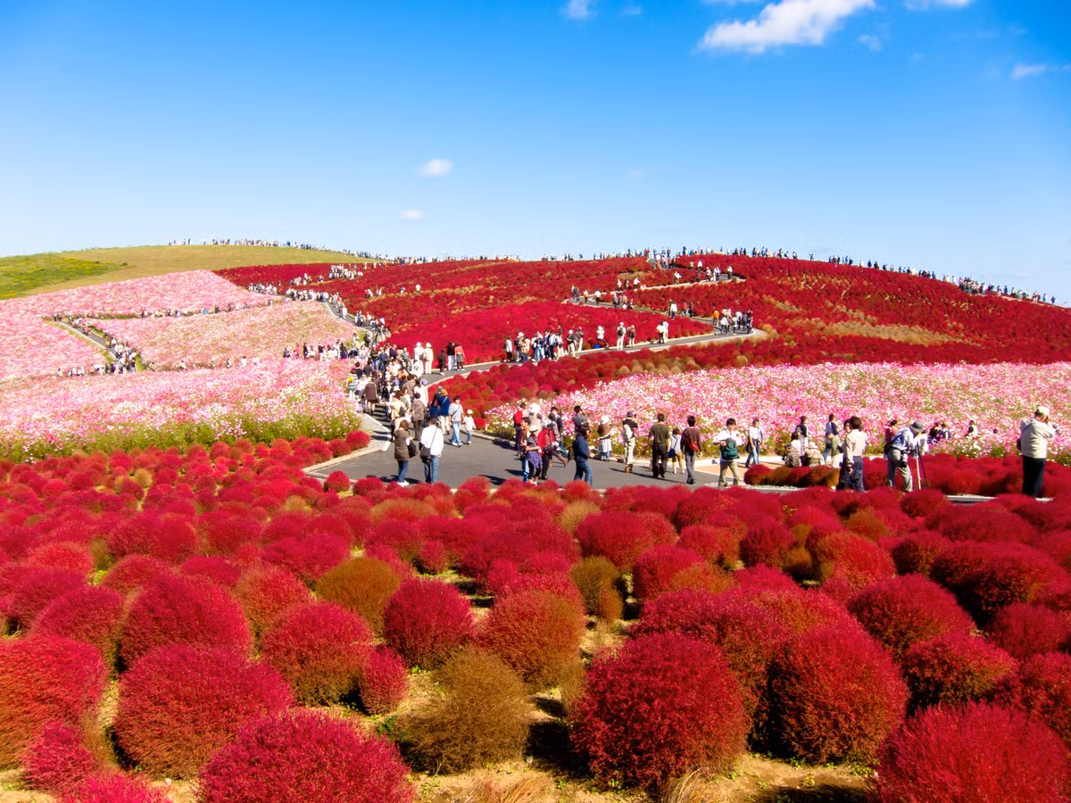 Thiên đường hoa nở quanh năm ở Nhật Bản ảnh 2
