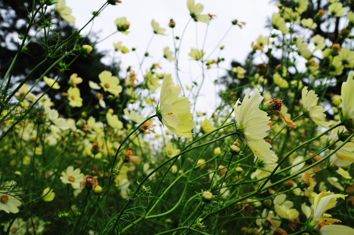 Thiên đường hoa nở quanh năm ở Nhật Bản ảnh 10