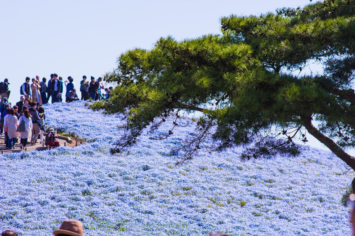 Thiên đường hoa nở quanh năm ở Nhật Bản ảnh 5