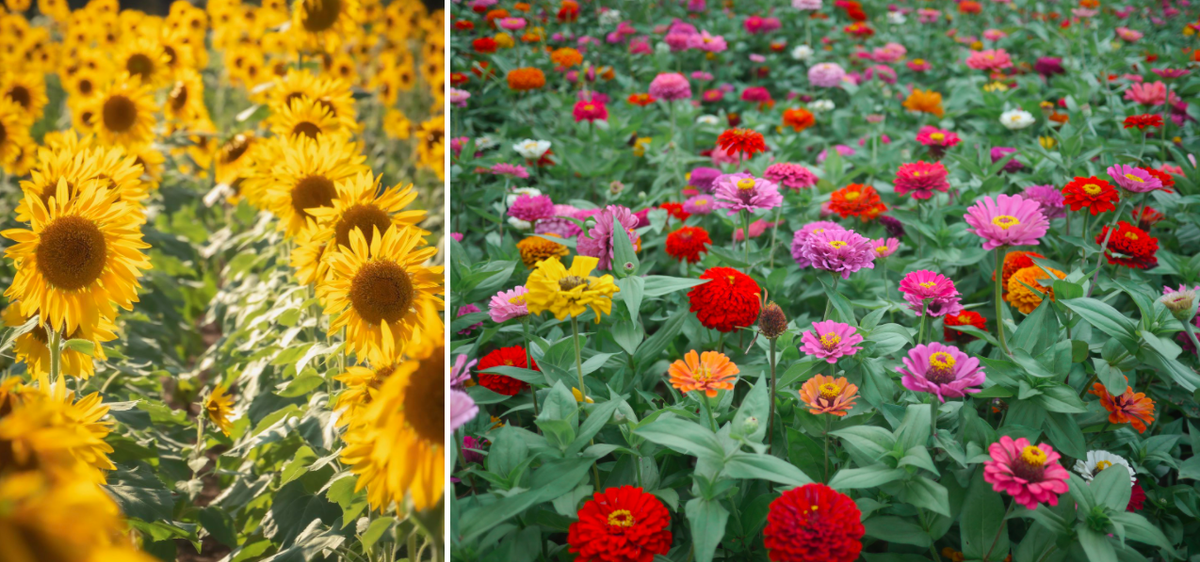 Thiên đường hoa nở quanh năm ở Nhật Bản ảnh 7