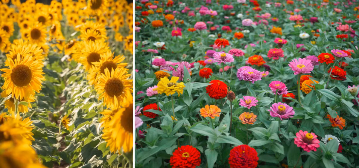 Thiên đường hoa nở quanh năm ở Nhật Bản ảnh 7