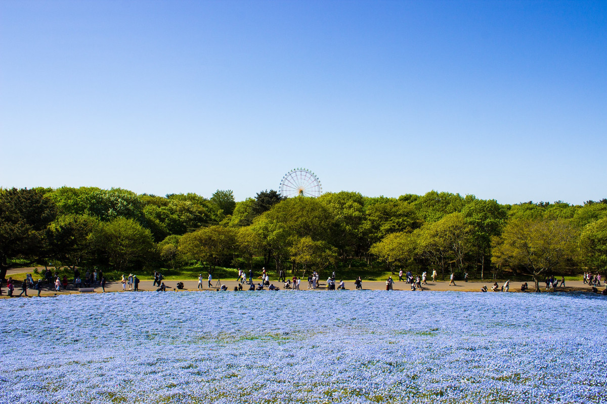 Thiên đường hoa nở quanh năm ở Nhật Bản ảnh 11