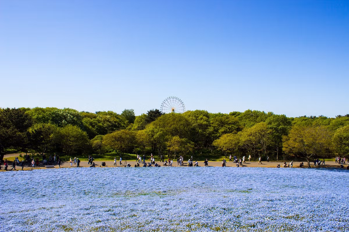 Thiên đường hoa nở quanh năm ở Nhật Bản ảnh 11