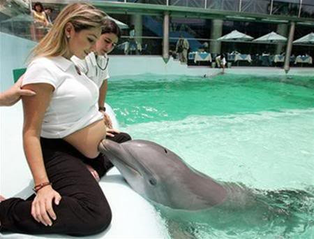 Peruvian Ety Napadenschi mang bầu được 8 tháng. Cô đang "nhờ" chú cá heo tên Wayra chạm vào bụng như một cách để kích thích sự phát triển não bộ của thai nhi.