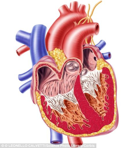 Người đàn ông có tinh hoàn lớn có nhiều khả năng bị tăng huyết áp, dễ bị bệnh tim hơn những người có tinh hoàn nhỏ hoặc bình thường.