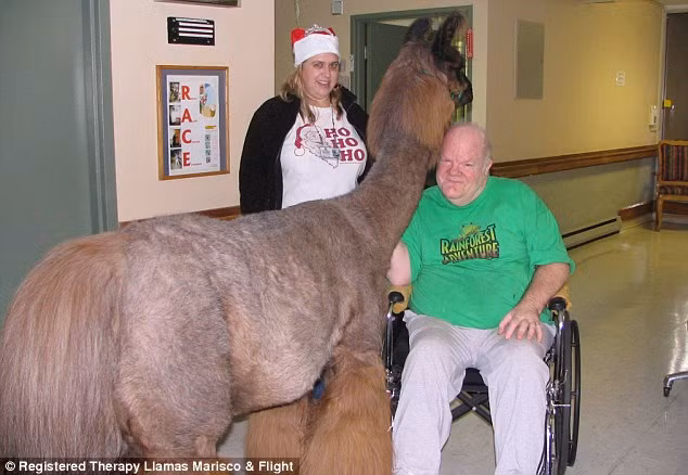 Họ nói rằng những chú lạc đà không bướu này đã trải qua thời gian huấn luyện đặc biệt và có tác dụng giúp bệnh nhân hồi phục tinh thần hiệu quả nhất để chống chọi lại với bệnh tật.