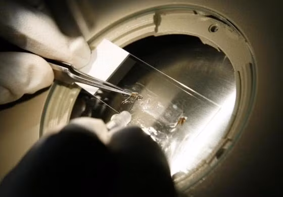 Các nhà nghiên cứu đang tiến hành thí nghiệm muỗi mang virus sốt rét tại Maryland, Mỹ.