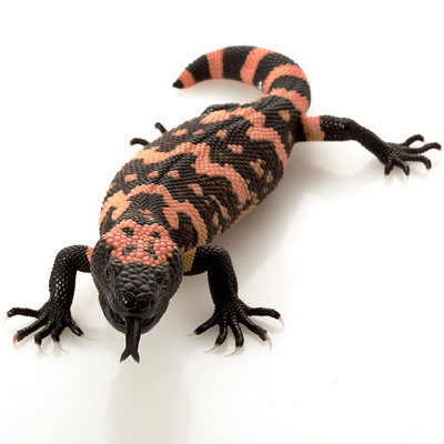 Nước bọt của thằn lằn Gila có thể giúp ích cho các bệnh nhân bị tiểu đường type 2. Loài thằn lằn lớn nhất Bắc Mỹ giúp được sử dụng để sản xuất loại thuốc gọi là exenatide - giúp kiểm soát lượng đường trong máu của người bệnh bằng cách điều chỉnh sự thèm ăn của họ. Thử nghiệm tác dụng của nước bọt thằn lằn lên thức ăn của chuột thí nghiệm cho thấy, chúng không còn thèm ngó ngàng tới những món ăn này.