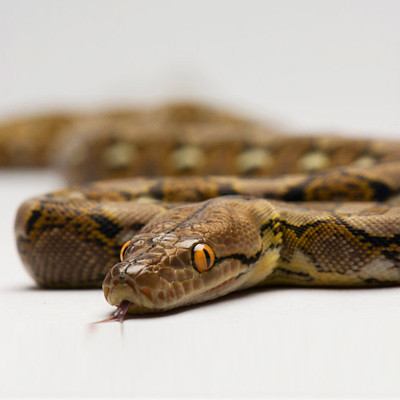 Một cú đớp của rắn độc nhả ra nọc có thể gây chết người bởi những độc chất gây tụt huyết áp cực nhanh. Chính phản ứng này đã giúp các nhà khoa học đến một khám phá tuyệt vời: chất trong nọc rắn, còn gọi là men, được chiết xuất để sản xuất các loại thuốc huyết áp.