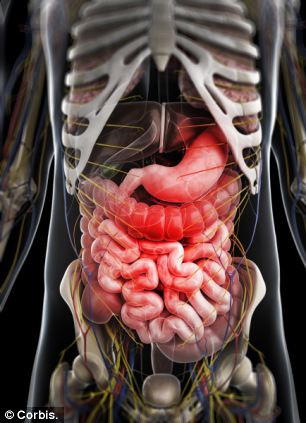 Vi khuẩn tốt trong ruột có tác dụng bảo vệ những người béo phì khỏi nguy cơ đau tim và đột quỵ