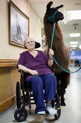 Chú lạc đà chữa bệnh tinh thần đứng bên cạnh một bệnh nhân mắc bệnh mãn tính.