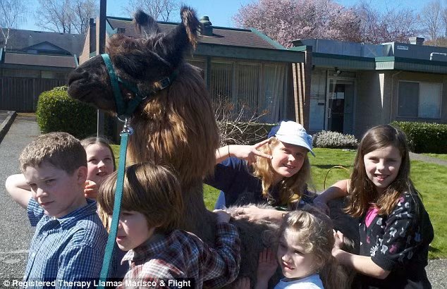 Những đứa trẻ xúm xít bên chú lạc đà vui tính này.