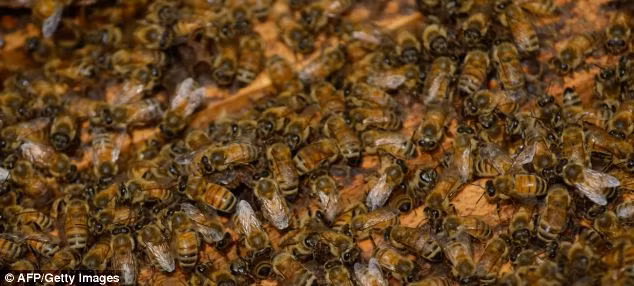 Tuy nhiên, các nhà khoa học phương Tây cho rằng không có bằng chứng y học nào cho thấy nọc độc ong có hiệu quả chống lại bệnh tật.