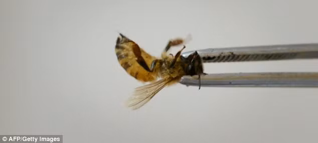 Ông Wang cho biết đây là loại ong được nhập khẩu từ Ý.