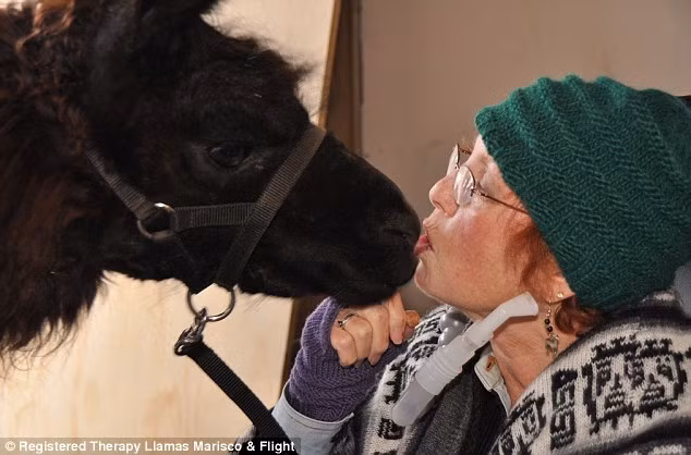 Những chú lạc đà có thể trao và nhận lại nụ hôn từ những bệnh nhân.