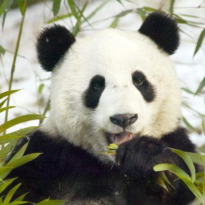 Các nhà bảo vệ động vật có thêm lý do để bảo vệ những chú gấu trúc có nguy cơ tuyệt chủng: Một hợp chất được tìm thấy trong máu gấu trúc là cathelicidin-AM, có tính kháng sinh mạnh. Hợp chất này giúp giết chết vi khuẩn và nấm. Các nhà nghiên cứu hy vọng máu gấu trúc có thể được sử dụng để tạo ra các loại thuốc mới để điều trị siêu vi kháng.