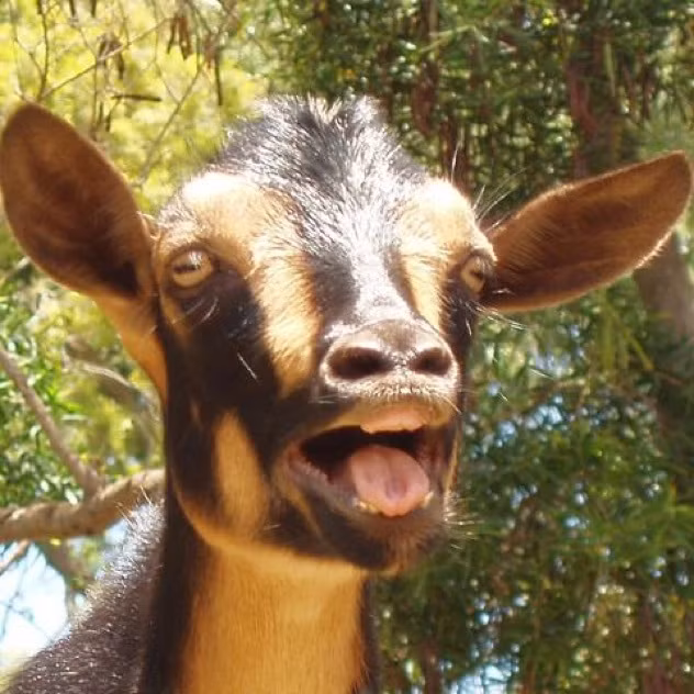  Tinh hoàn dê. Trong những năm 1900, John Brinkley đã trở thành một trong những bác sĩ giàu nhất nước Mỹ mặc dù ông không có bằng cấp y tế. Ông tuyến bố có thể chữa bất lực, vô sinh và các vấn đề tình dục khác bằng cách cấy tinh hoàn dê vào bìu đàn ông. Tuy nhiên, hàng chục bệnh nhân đã bị tử vong và nhiều người khác đã bị nhiễm trùng khủng khiếp.