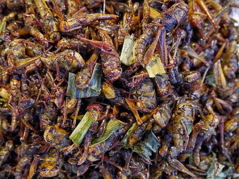 Ý tưởng mở nhà hàng này là sản phẩm trí tuệ của 4 sinh viên mới tốt nghiệp Aran Dasan, 26 tuổi, Jonathan Fraser, 26 tuổi, Julene Aguirre, 27 tuổi, và Jacky Chung, 25 tuổi.