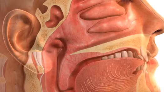 Virus Epstein - Barr (EBV) liên quan đến ung thư biểu mô mũi họng. Đây là một trong những căn bệnh ung thư hiếm gặp, ung thư biểu mô mũi họng ảnh hưởng đến phẩn trên của cổ họng, sau mũi.