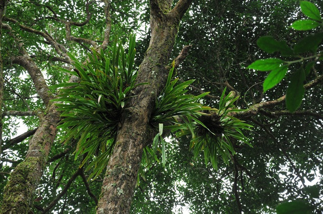 Ngam khu du tru sinh quyen the gioi o Viet Nam moi duoc UNESCO cong nhan-Hinh-7