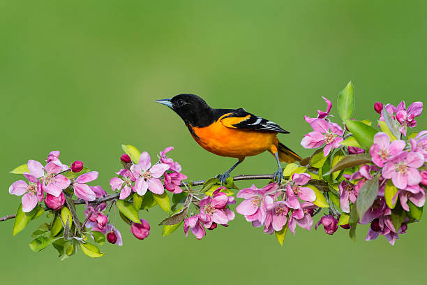 Cuối năm 2022, 4 con giáp hầu bao rủng rỉnh, đón Tết sung túc - Hình 2 Cuoi nam 2022, 4 con giap hau bao rung rinh, don Tet sung tuc-Hinh-2