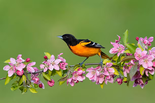 Cuoi nam 2022, 4 con giap hau bao rung rinh, don Tet sung tuc-Hinh-2