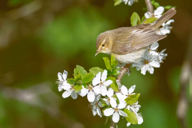 Cuoi nam 2022, 4 con giap hau bao rung rinh, don Tet sung tuc-Hinh-3