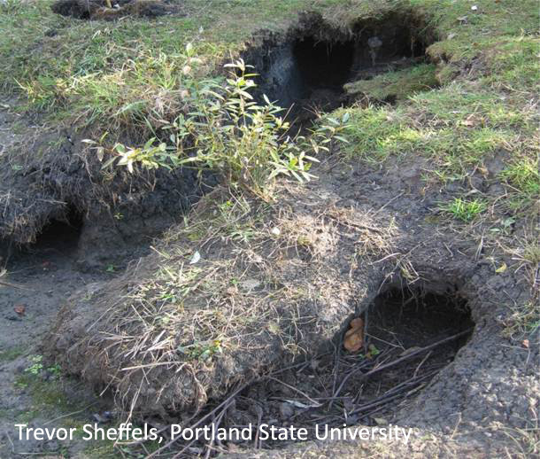 Oái oăm ở chỗ, loài chuột nước này lại chỉ thích ăn rễ cây. Một khi chúng đào bật rễ cây lên để ăn, cả cái cây đó sẽ chết. Mức độ tàn phá sinh khối thực vật của một con Nutria vì vậy tăng lên gấp 10 lần lượng thực vật mà chúng thực sự ăn. Các nhà khoa học cho biết ở những khu vực mà Nutria xuất hiện, ít nhất 40% thảm thực vật sẽ bị phá hoại.
