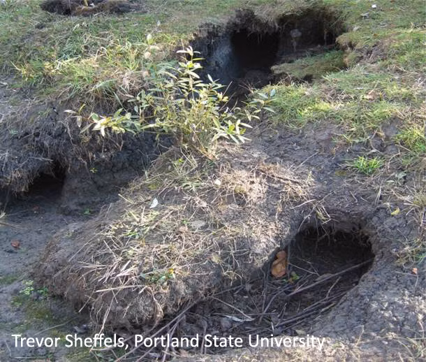 Oái oăm ở chỗ, loài chuột nước này lại chỉ thích ăn rễ cây. Một khi chúng đào bật rễ cây lên để ăn, cả cái cây đó sẽ chết. Mức độ tàn phá sinh khối thực vật của một con Nutria vì vậy tăng lên gấp 10 lần lượng thực vật mà chúng thực sự ăn. Các nhà khoa học cho biết ở những khu vực mà Nutria xuất hiện, ít nhất 40% thảm thực vật sẽ bị phá hoại.