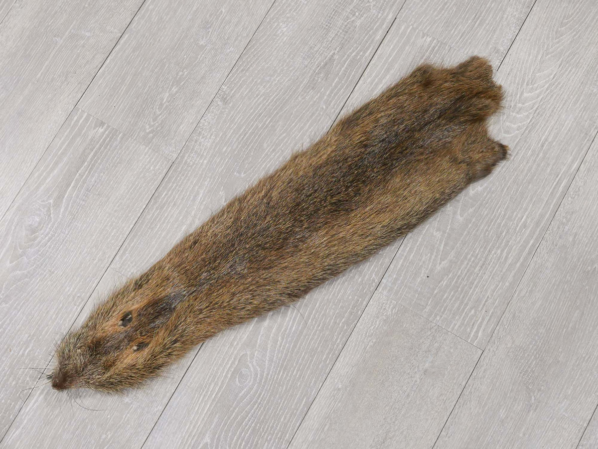 Các thợ săn Nutria có thể thu thập đuôi chuột để kiếm tiền thưởng, bán thịt chuột cho công ty sản xuất thức ăn thú cưng, và họ còn có thể quên góp lông cho Righteous Fur, một tổ chức phi lợi nhuận chuyên thu thập lông Nutria để giới thiệu nó trở lại ngành thời trang lông thú, trước đây từng bị lên án mạnh mẽ vì góp phần đẩy nhiều loài động vật có lông vào nguy cơ tuyệt chủng