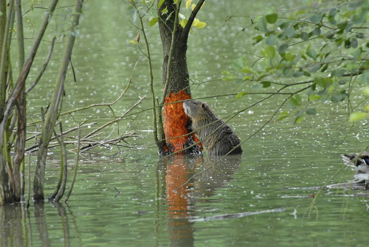 Sống ở các khu vực ngập nước, chuột Nutria thường ăn thực vật thủy sinh như cỏ nước, lau, sậy. Nhưng một khi lọt được vào khu vực nông nghiệp của con người, chúng sẽ ăn cả ngô, mía và lúa mì. Một con Nutria cần một lượng thức ăn tương đương ¼ trọng lượng cơ thể chúng mỗi ngày. Nghĩa là chúng có thể ăn tới 4 kg thực vật.