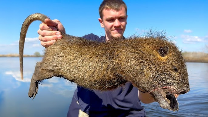Nutria là một loài gặm nhấm thuộc họ chuột gai có danh pháp khoa học là Myocastor coypus. Vốn là một loài bán thủy sinh chỉ sống ở Nam Mỹ, nhưng vài thập kỷ nay, chuột Nutria lại trở thành nỗi ác mộng sinh thái ở Mỹ.