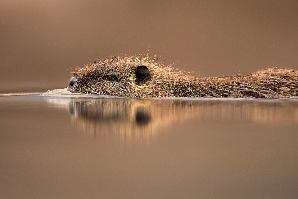 Mọi chuyện bắt đầu từ cuối thế kỷ 19, sau khi một thương nhân nào đó có ý tưởng nhập khẩu loài chuột nước này vào Mỹ để nuôi lấy lông. Chuột Nutria đã phục vụ ngành công nghiệp áo lông thú ở quốc gia này trong nhiều thập kỷ, trước khi, chúng tìm được đường trốn thoát khỏi các trang trại nuôi thú tập trung và trở thành một loài hoang dã xâm lấn.