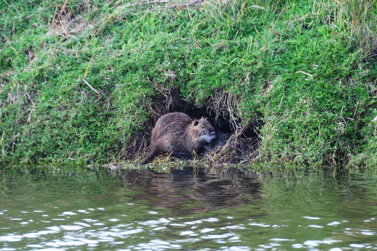Loài gặm nhấm này có tốc độ sinh sản cực kỳ siêu việt. Chỉ một cặp chuột Nutria duy nhất trong một năm có thể sinh tối đa 793 hậu duệ, bao gồm 52 con, 234 cháu và 507 chắt về mặt lý thuyết. Nếu tính con số trung bình trong vòng đời 3 năm, chúng có thể đẻ 2.356 hậu duệ, với 36 con, 288 cháu, 592 chắt, 704 chút và 736 chít.