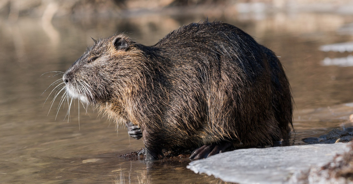 Chỉ một cặp chuột Nutria xuất hiện ngoài môi trường đã trở thành vấn đề, bởi loài gặm nhấm này có tốc độ sinh sản cực kỳ siêu việt. Một con chuột cái có thể mang thai tới 3 lần trong 1 năm. Mỗi lần, chúng đẻ trung bình từ 4 đến tối đa 13 con. Tính ra, một cặp chuột Nutria có thể đẻ từ 12 đến tối đa 39 con non trong một năm.