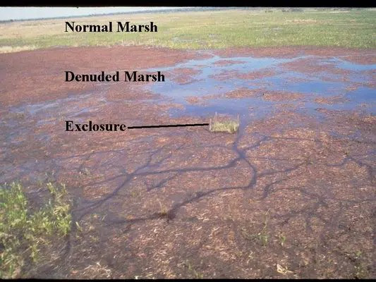 Khi thảm thực vật bị phá hủy với tốc độ nhanh, đất đai mất đi lớp rễ cây giữ chặt sẽ trở nên dễ bị xói mòn và sạt lở, đặc biệt ở những vùng đất ngập nước hoặc ven sông. Điều này sẽ làm mất môi trường sống của nhiều loài động vật khác, từ côn trùng, chim chóc đến các loài thủy sinh, gây rối loạn cân bằng sinh thái.