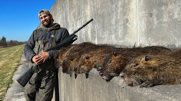 Dưới sự hậu thuẫn của Bộ Nông nghiệp Hoa Kỳ, bang Louisiana đã đưa chuột Nutria ra khỏi danh sách động vật hoang dã, vốn bị cấm săn bắn. Thay vào đó, họ còn cấp phép và khuyến khích các thợ săn diệt trừ loài chuột xâm lấn này. Mỗi chiếc đuôi chuột Nutria thu thập được, các thợ săn sẽ được thưởng 4 USD. Số tiền thưởng thập chí còn tăng lên 6 USD từ năm 2007.