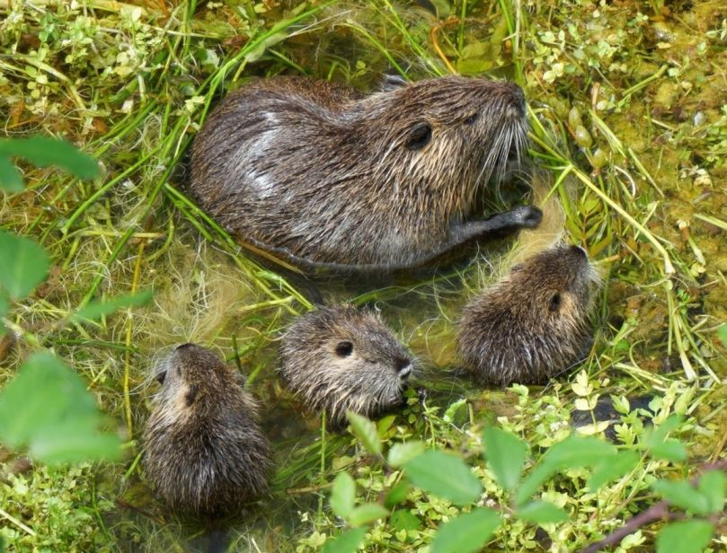 "Các loài động vật xâm lấn như chuột Nutria đang chèn ép động vật hoang dã bản địa, hủy hoại môi trường sống và tàn phá hệ sinh thái. Thay vì phàn nàn, hãy đưa chúng vào menu, sau đó sẽ ghi nhận việc làm của bạn như một thành tích đáng để tuyên dương." Đó là thông cáo của Cục Cá và Động vật hoang dã Hoa Kỳ (FWS).