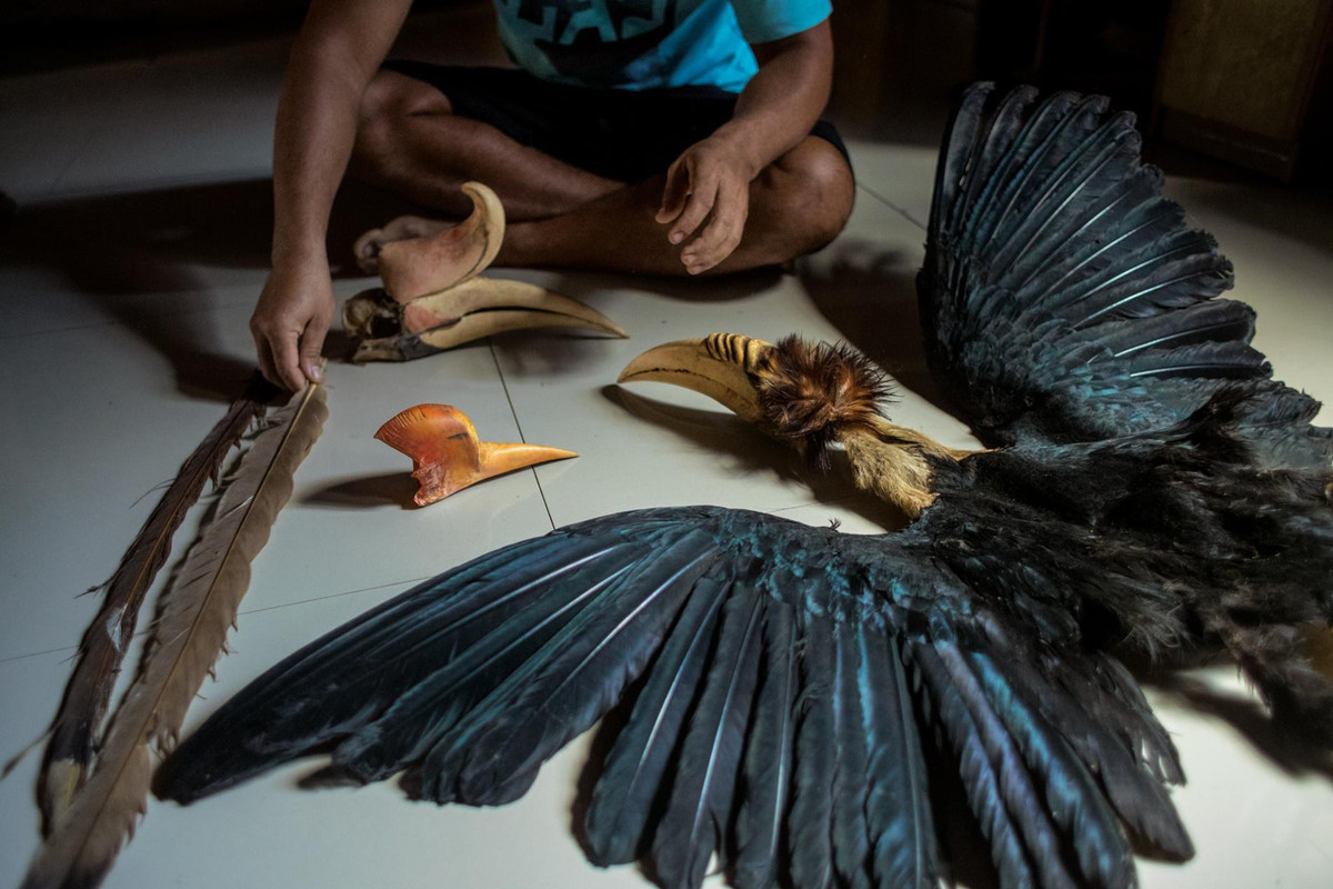 Khi nhu cầu của con người càng cao thì nạn săn trộm ngày càng tăng mạnh. Điều này dẫn đến sự biến mất về số lượng của loài chim vốn đã sinh sản hiếm, từ gần bị đe dọa đến cực kỳ nguy cấp, có khả năng tuyệt chủng trong tự nhiên, theo công bố của Sách Đỏ IUCN.