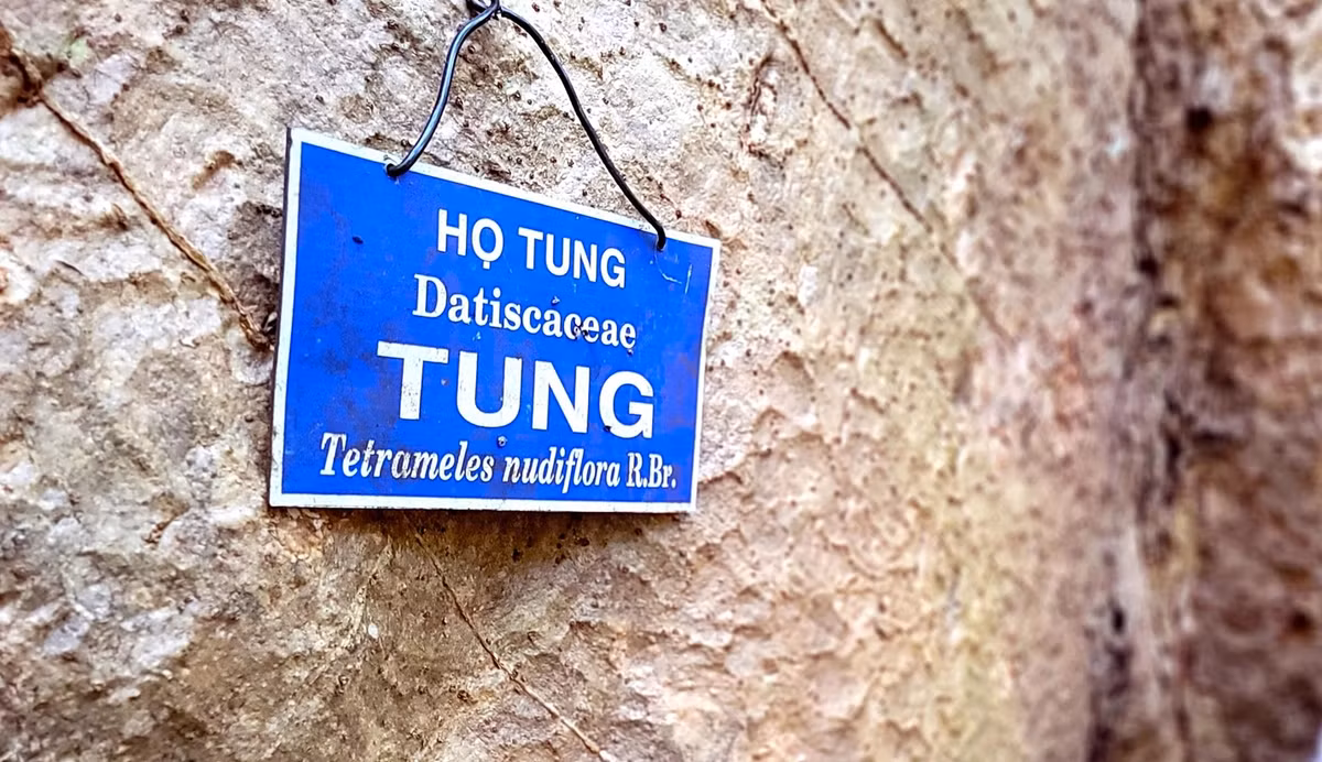 Cây tung 400 tuổi tại Vườn Quốc gia Cát Tiên không chỉ là một kỳ quan thiên nhiên mà còn là chứng nhân của sự bền vững và đa dạng sinh học của rừng nhiệt đới Việt Nam.