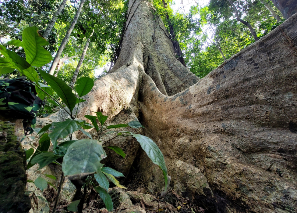 Tuy không thuộc loại quý hiếm, cây tung cổ thụ này lại có giá trị sinh thái to lớn. Bộ rễ rộng lớn của cây giúp giữ đất, ngăn chặn xói mòn và duy trì cấu trúc đất rừng nhiệt đới.