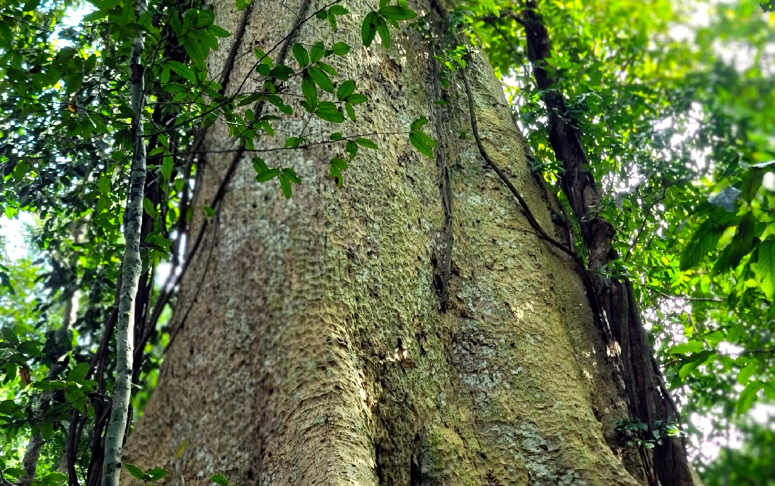 Vỏ cây nhẵn nhụi màu xám bóng, chỉ tỏa tán ở phần ngọn, với đường kính tán khoảng 10 mét. Phần thân kiên cố nhờ các rễ nổi tạo thành bạnh vè, giữ cho cây đứng vững qua bao thập kỷ.