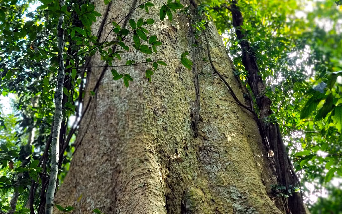 Vỏ cây nhẵn nhụi màu xám bóng, chỉ tỏa tán ở phần ngọn, với đường kính tán khoảng 10 mét. Phần thân kiên cố nhờ các rễ nổi tạo thành bạnh vè, giữ cho cây đứng vững qua bao thập kỷ.