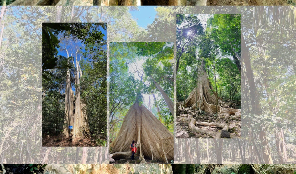 Trong Vườn quốc gia Cát Tiên có 2 cây Tung đại thụ. Trong đó một cây có tuổi đời lên đến 500 tuổi nhưng không nổi tiếng như cây Tung khác chỉ có tuổi đời 400 năm được đặt tên " Thằn lằn sấm" 400.