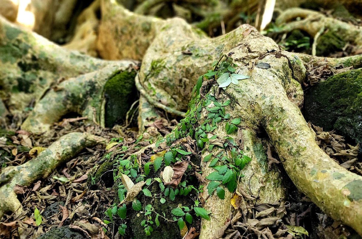 Dấu vết rêu phong trên bộ rễ cây đại thụ có tuổi đời nửa thiên niên kỷ. Ngoài gỗ tung làm vật dụng hàng ngày thì vỏ cây có thể dùng làm chất nhuộm vải của người đồng bào dân tộc thiểu số.