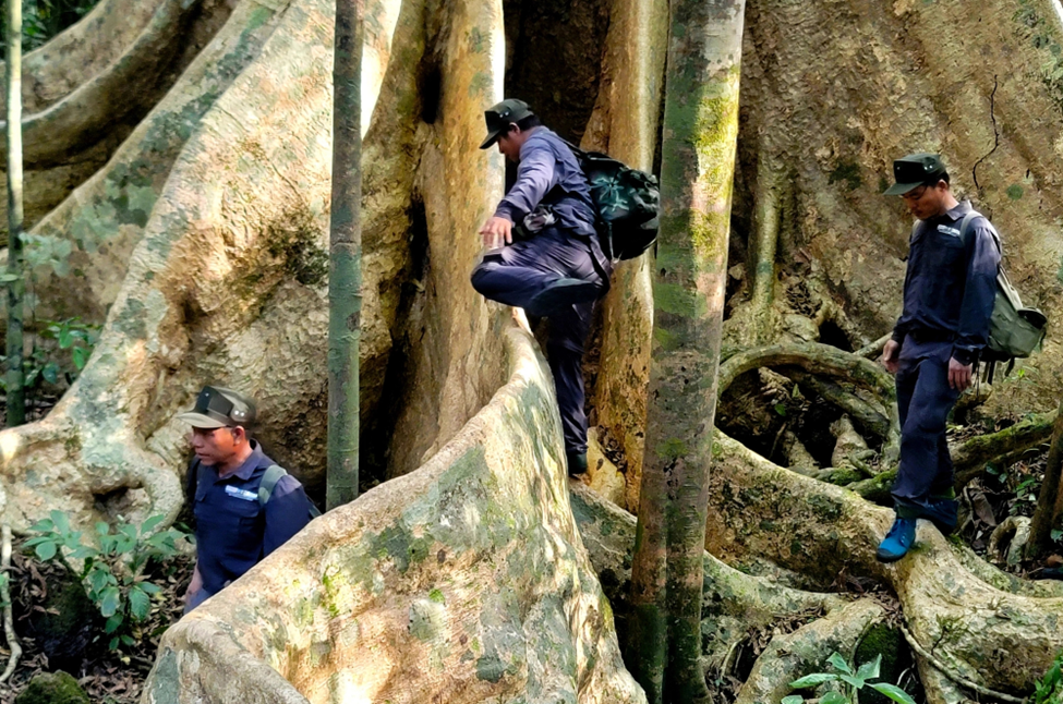 Bộ rễ bạnh vè đồ sộ, cao đến 3 mét và dài hơn 30 mét, tạo nên thế đứng vững chắc cho cây, đồng thời tạo ra một hình thù độc đáo và ấn tượng.