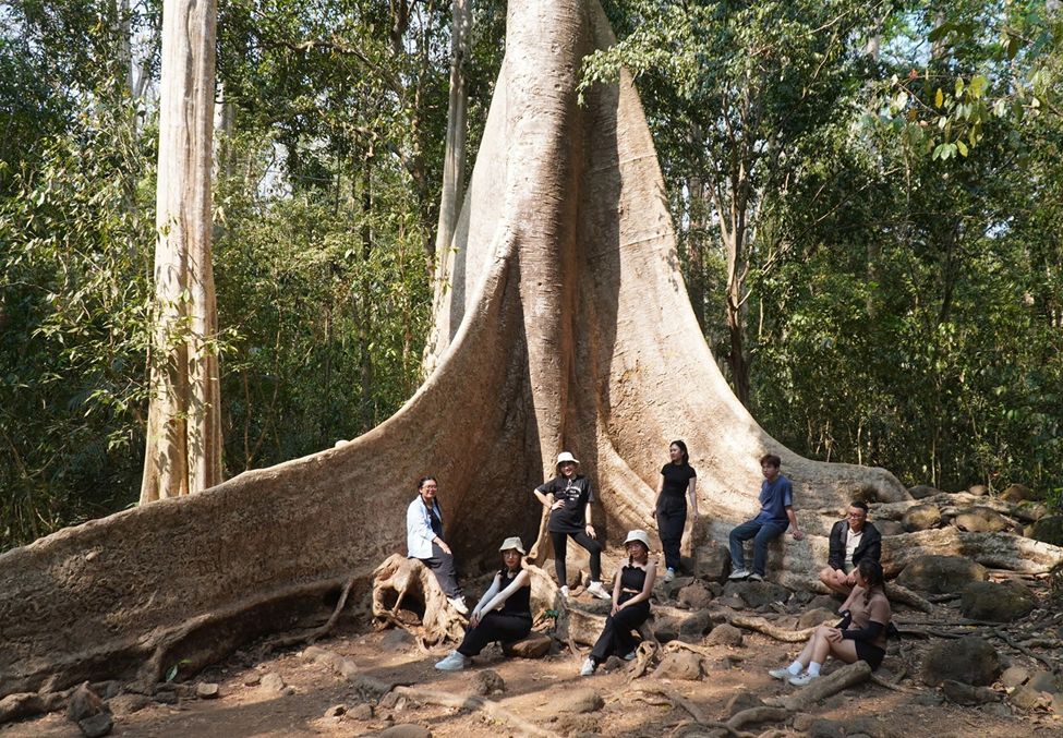 Với chiều cao khoảng 30 mét và đường kính từ 2 đến 3 mét, cây tung này đòi hỏi phải 20 người mới ôm hết vòng thân.