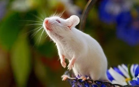 Tuy nhiên, cần lưu ý rằng mặc dù vận may của bạn rất tốt, bạn cũng phải thận trọng và tránh bỏ qua các chi tiết vì quá tự tin. Hãy nhớ rằng, chỉ khi thực hiện những bước đi vững chắc thì may mắn mới có thể kéo dài được lâu hơn.