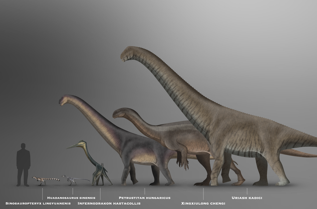 Uriash kadici đứng thứ nhì về kích thước trong số các loài thằn lằn hộ pháp khác từng được tìm thấy ở châu Âu, chỉ thua Abditosaurus (với ước tính nặng 14 tấn và dài 17,5 m).