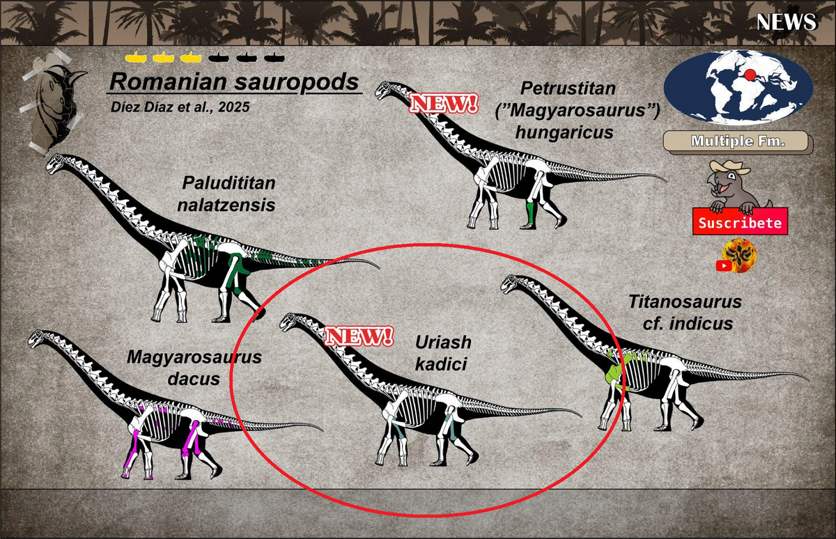 Theo Sci-News, con quái thú vừa được khai quật giữa "lãnh địa ma cà rồng" được đặt danh pháp là Uriash kadici, một loài mới của họ Lithostrotia, một nhóm thằn lằn hộ pháp.